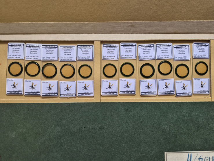 A_display_of_diatom_slides