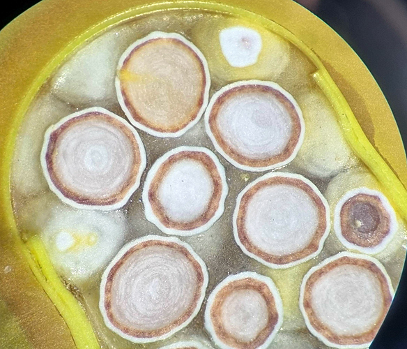 Close-up of sectioned omeprazole capsule