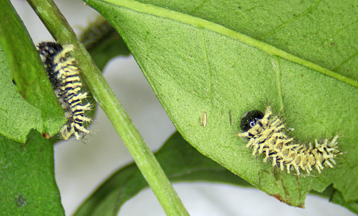 Atlas moth caterpillars