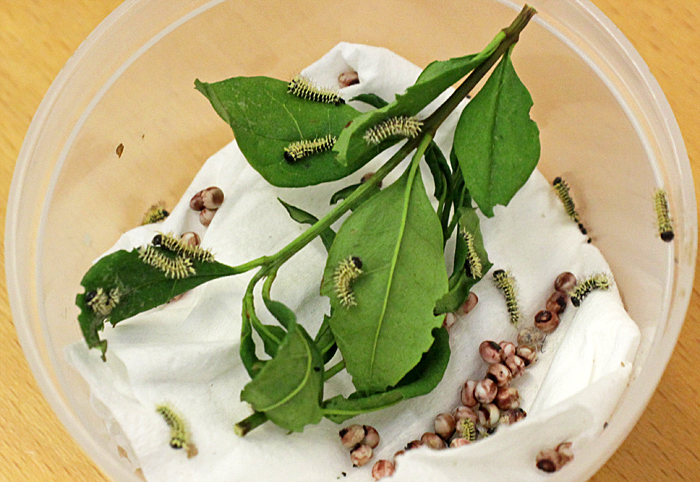 Atlas moth eggs and caterpillars