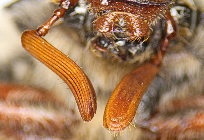 Cockchafer antennae
