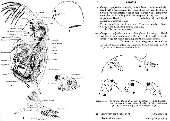 Anatomical drawing and key