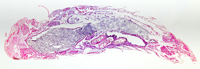Stained section of grasshopper