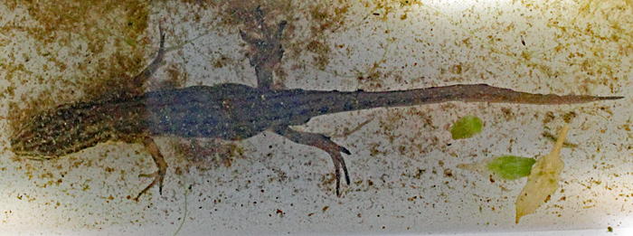 Great crested newt