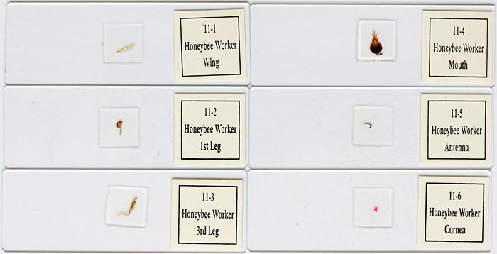 Honeybee slides from Brunel
