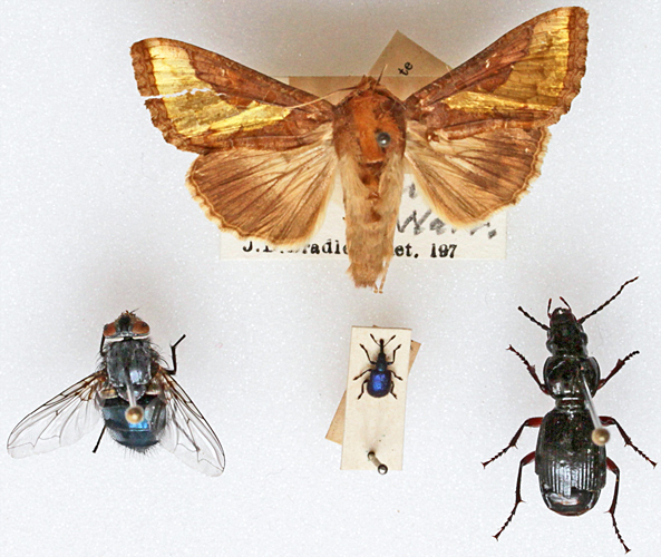 Insect specimens