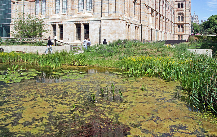 Pond in the Nature Discovery Garden