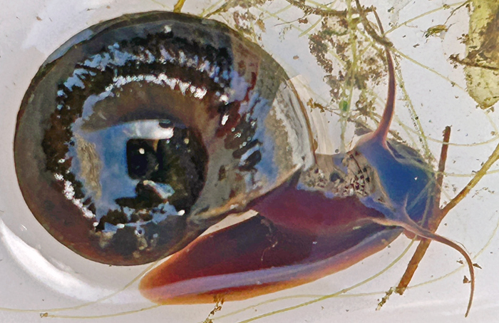 Ramshorn snail