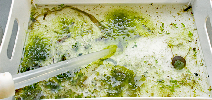 Sample from the ponds