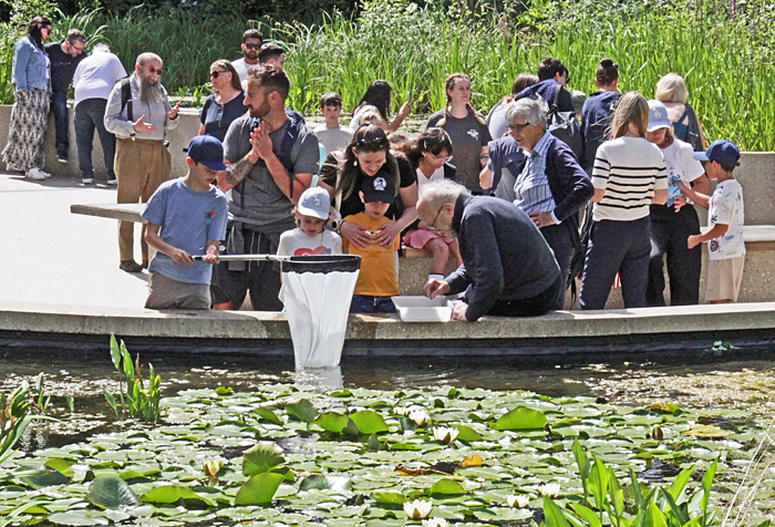 Collecting with a pond net