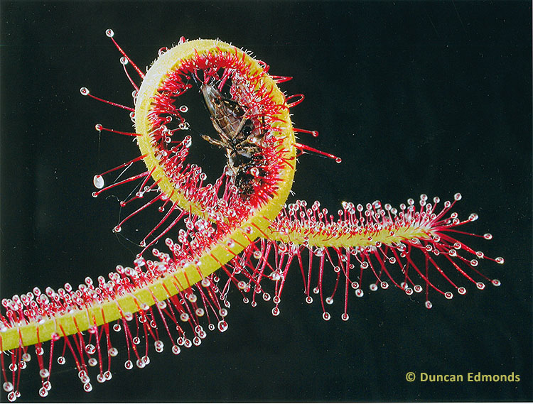 Drosera