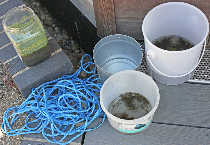 Buckets of samples from the millpond