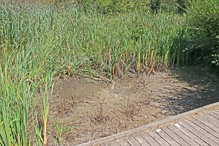 Dipping pond