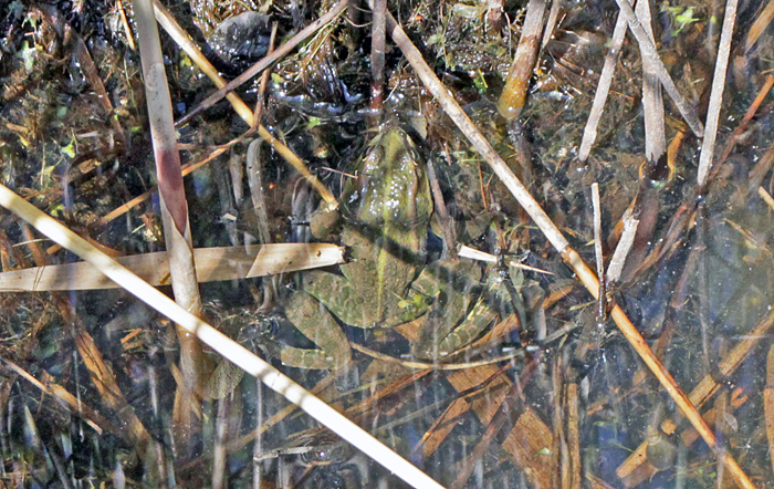 Marsh frog