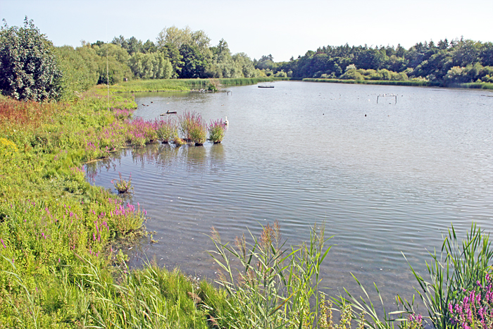 Millpond