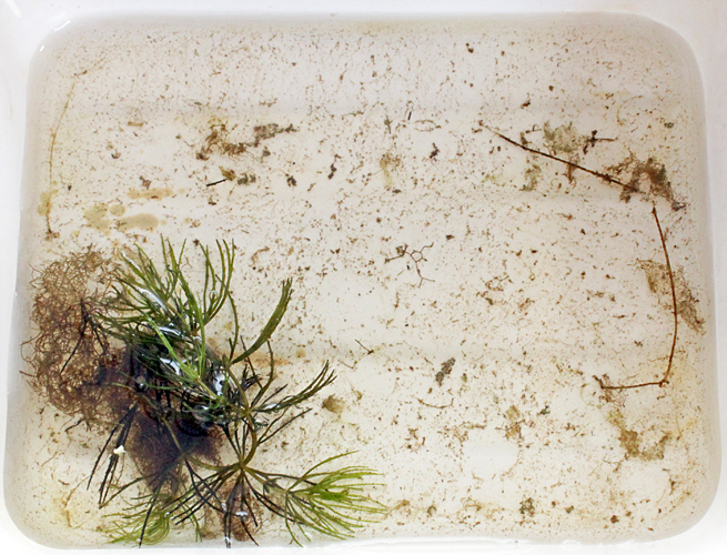 Sample from the millpond