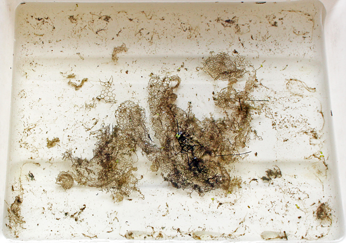 Sample from the millpond