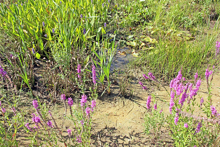 Shelley pond
