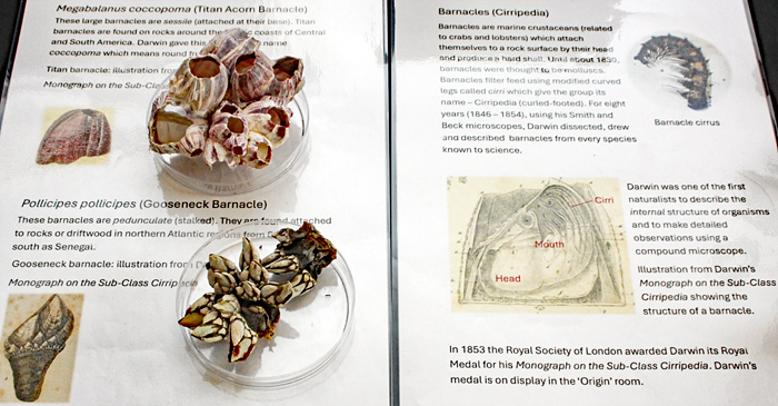 Barnacles