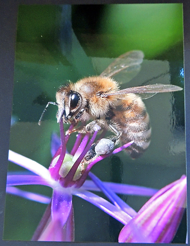 Photograph of bee