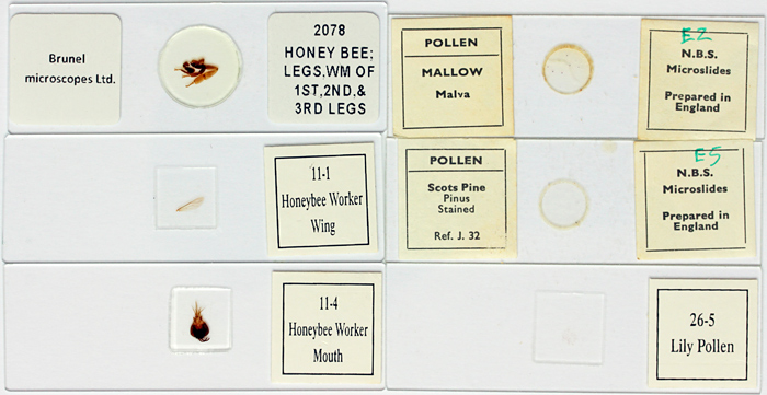 Commercial slides of bee parts and pollen