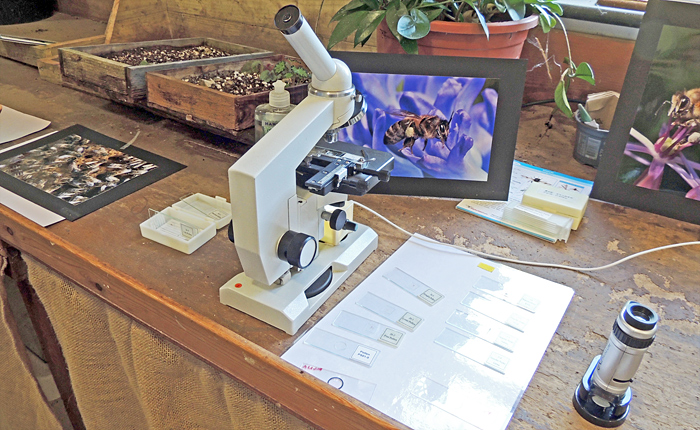 Photographs and slides of bees and pollen