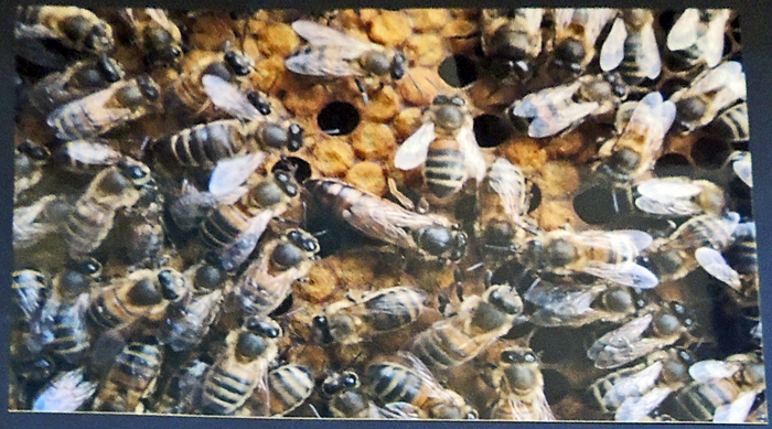 Photograph of bees