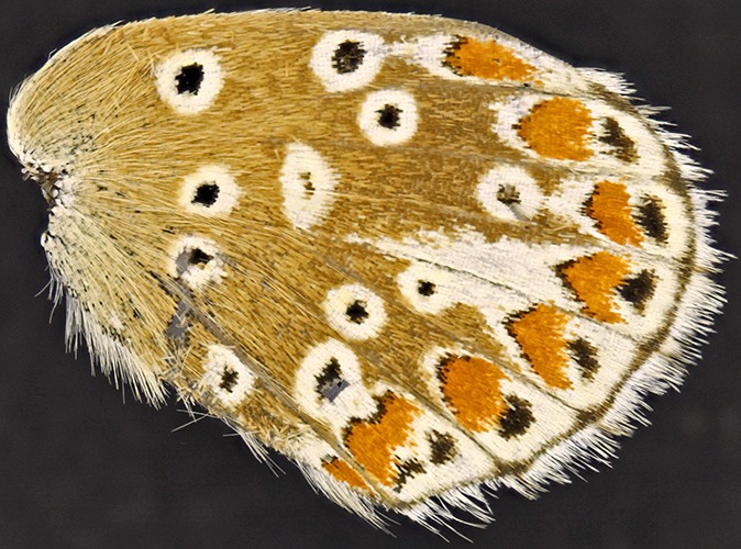 Wing of brown argus