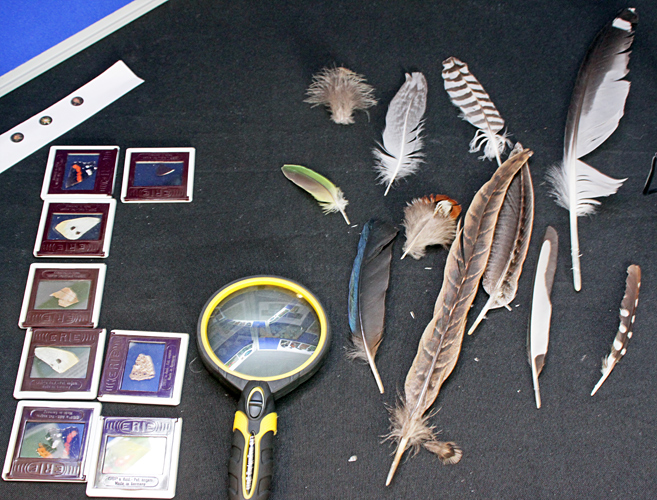 Butterfly wings and feathers