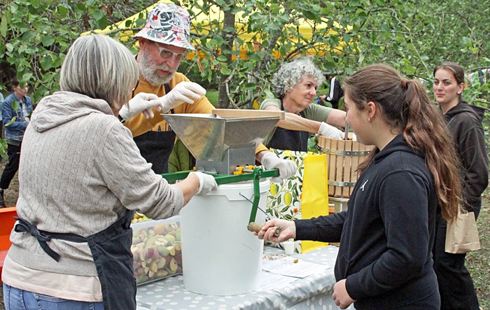 Crushing sliced apples to make apple pomace