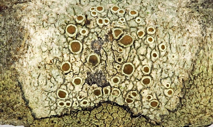 Crustose lichen