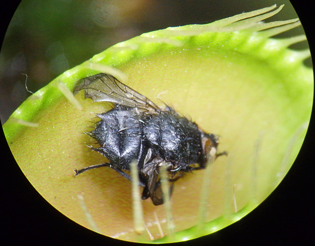 Fly in Venus flytrap