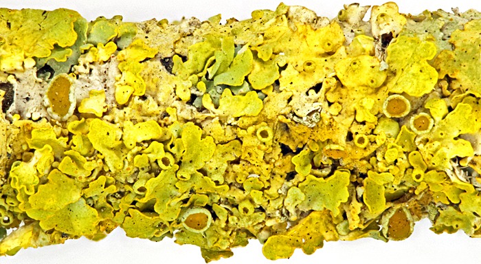 Foliose lichen