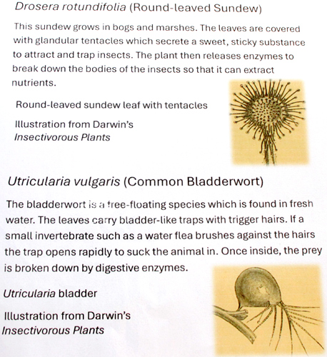 Insectivorous plants