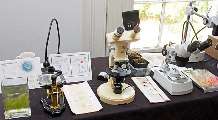 Joan Bingley’s display