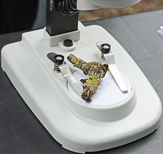 Lichen under a stereo microscope