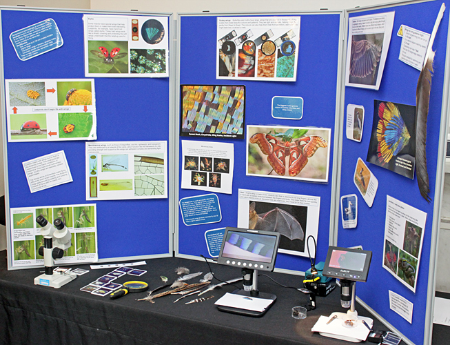 Lisa Ashby’s display