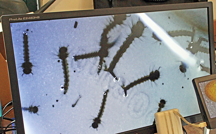 Mosquito larvae