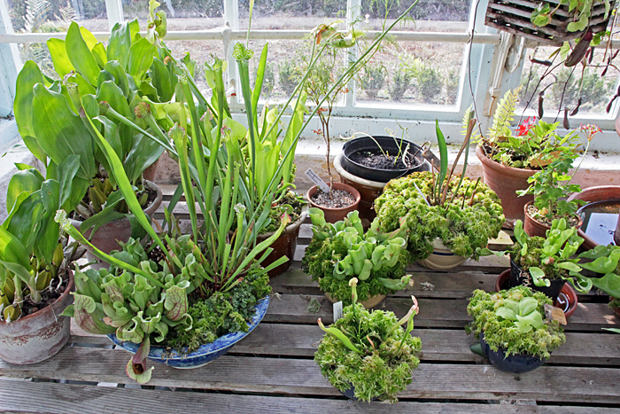Pitcher plants
