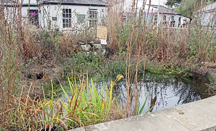 Pond in the Wildlife Garden