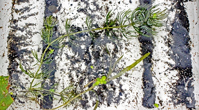 Sample from the ponds