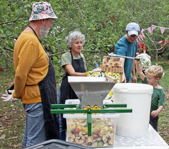 Pressing apple pomace to extract juice