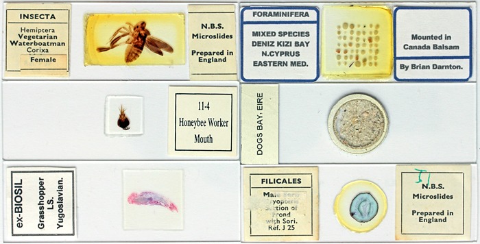 Microscope slides
