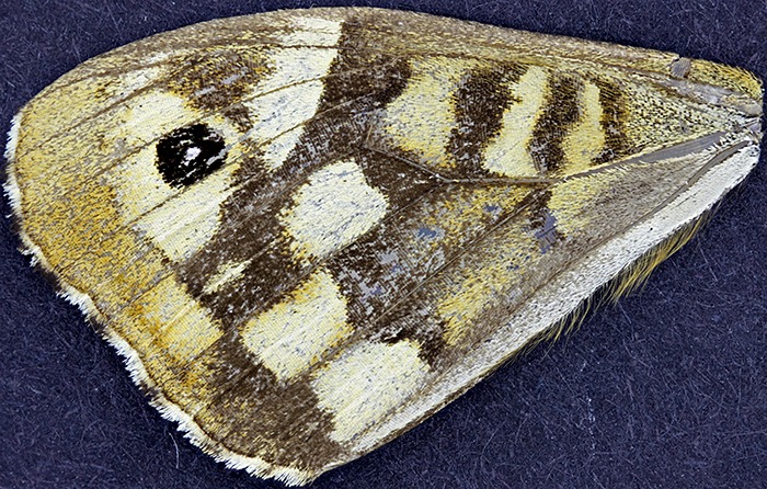 Wing of speckled wood