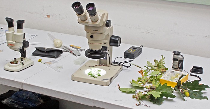 Stereo microscopes