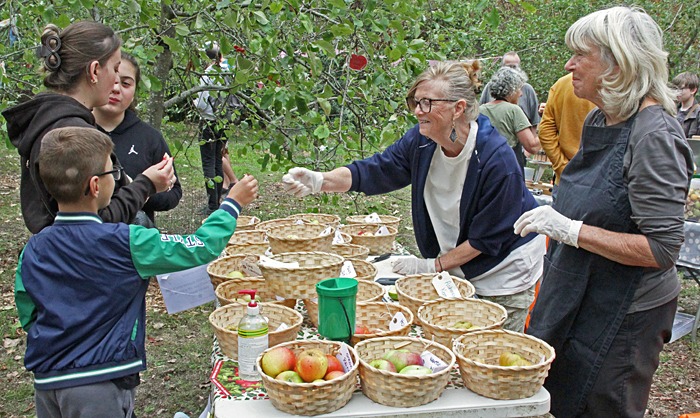 Tasting apples