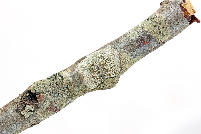 Twig with crustose lichen