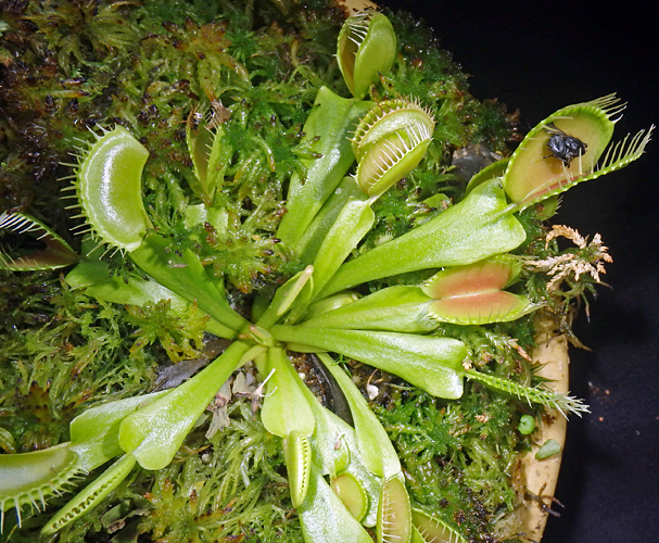 Venus flytrap