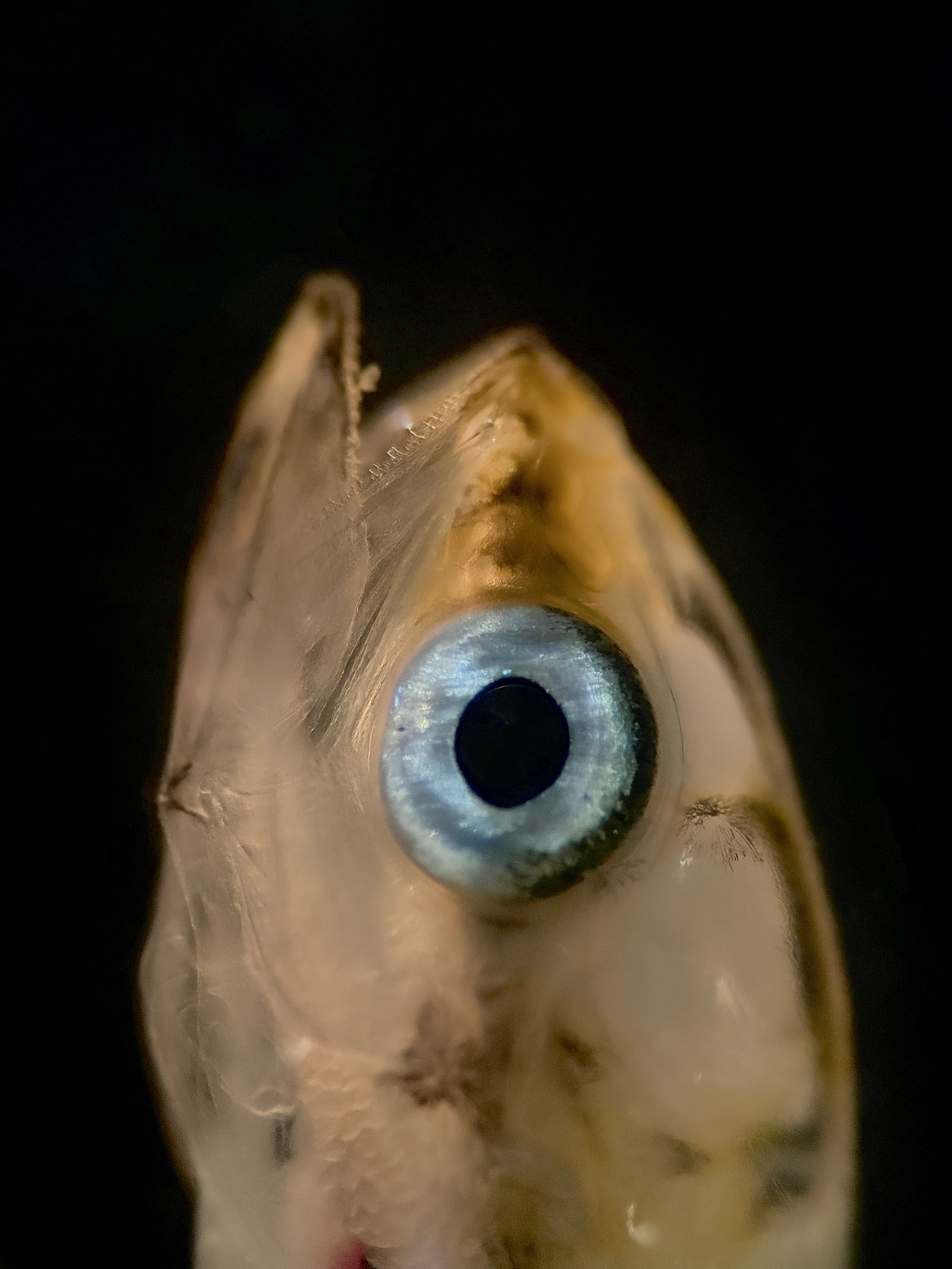 Elizabeth Beston: Juvenile fish