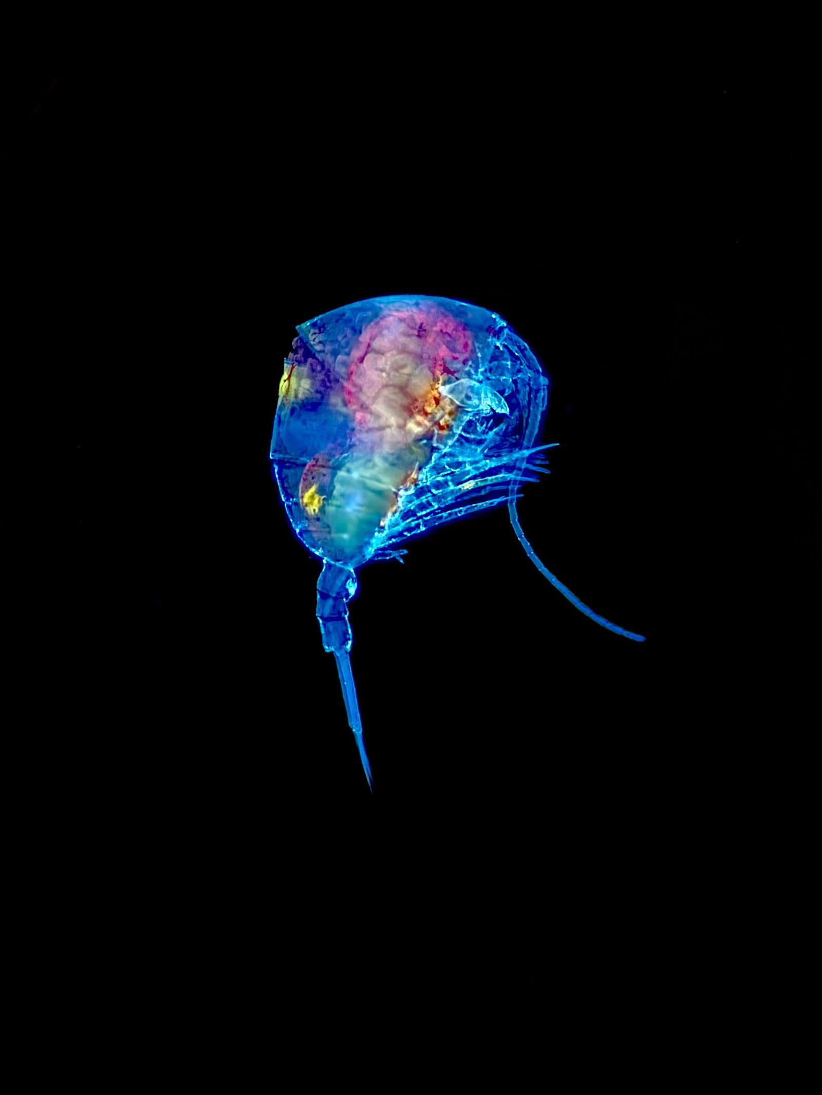 Elizabeth Beston: Temora longicornis (female) under UV light.